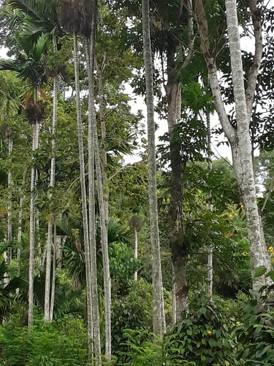 දියලුම ඇල්ල සංචාරක කලාපයට ලගින්ම අගනා ඉඩමක් විකිණීමට