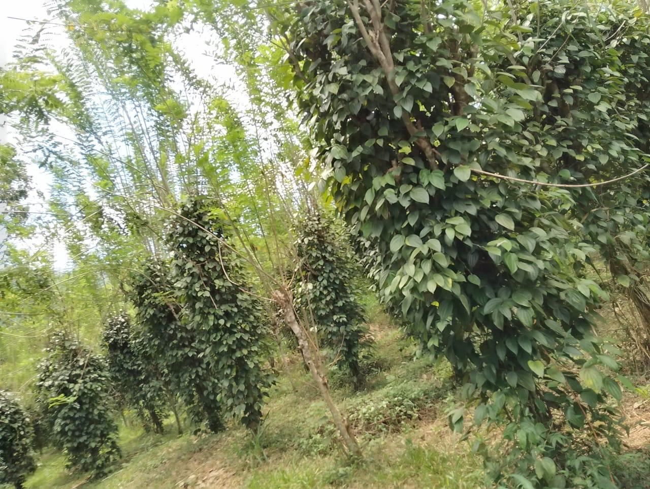 දියලුම ඇල්ල සංචාරක කලාපයට ලගින්ම අගනා ඉඩමක් විකිණීමට