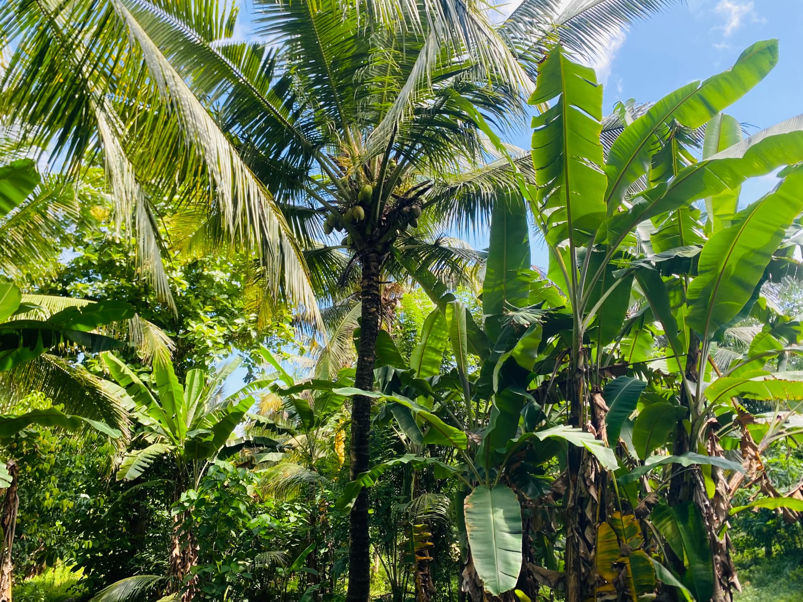 Land for Sale in Galle