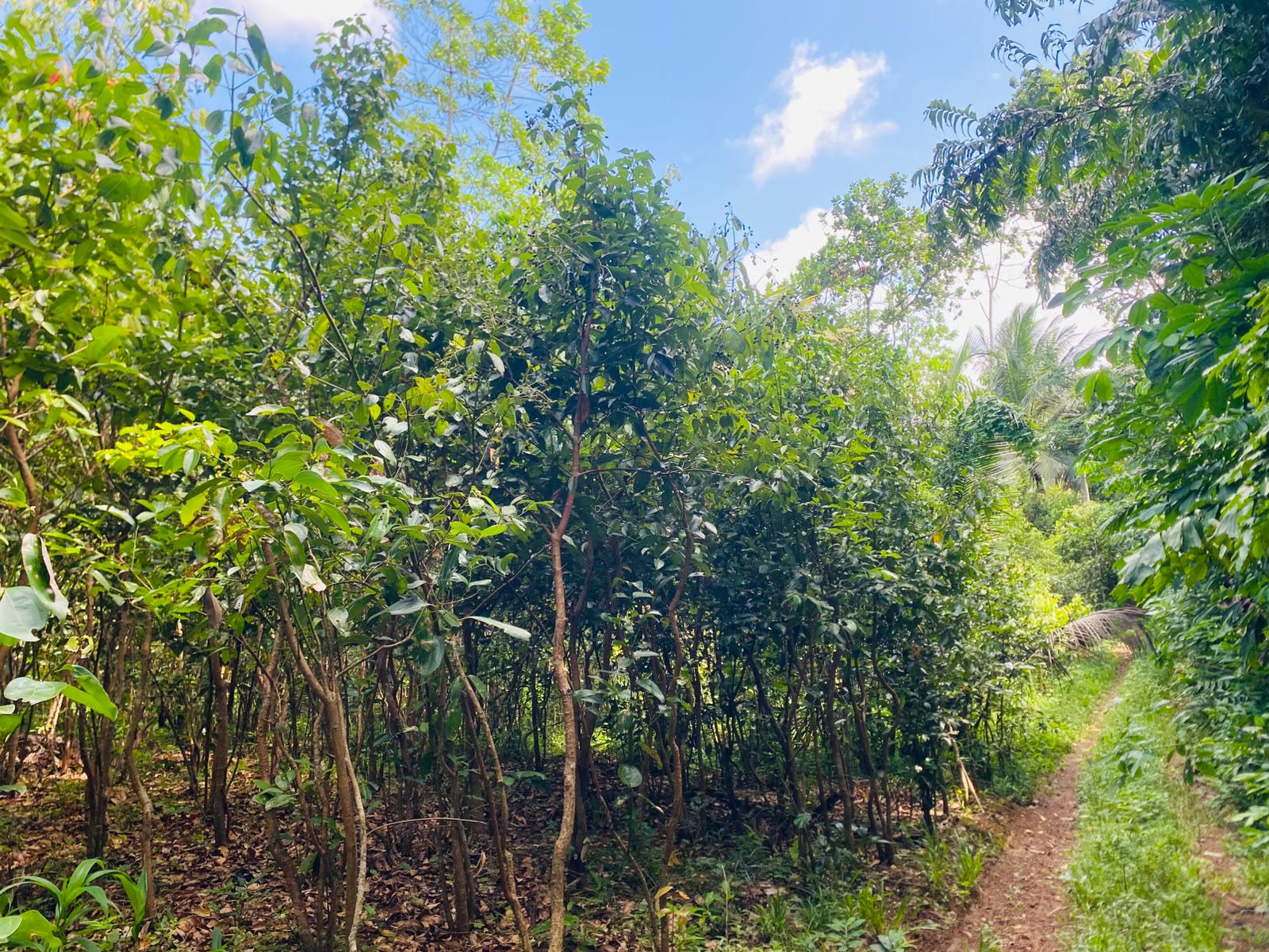 Land for Sale in Galle