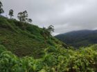 Land for Sale Nuwara Eliya