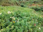 Land for Sale Nuwara Eliya