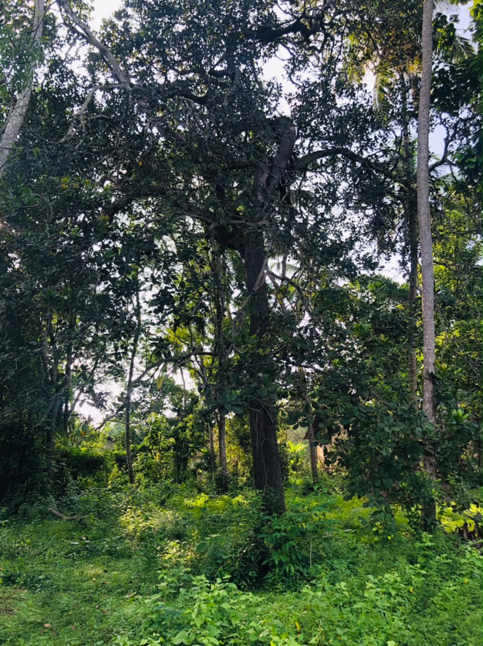 Land for Sale දුම්මලසුරිය
