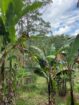 Land for Sale in Bandarawela