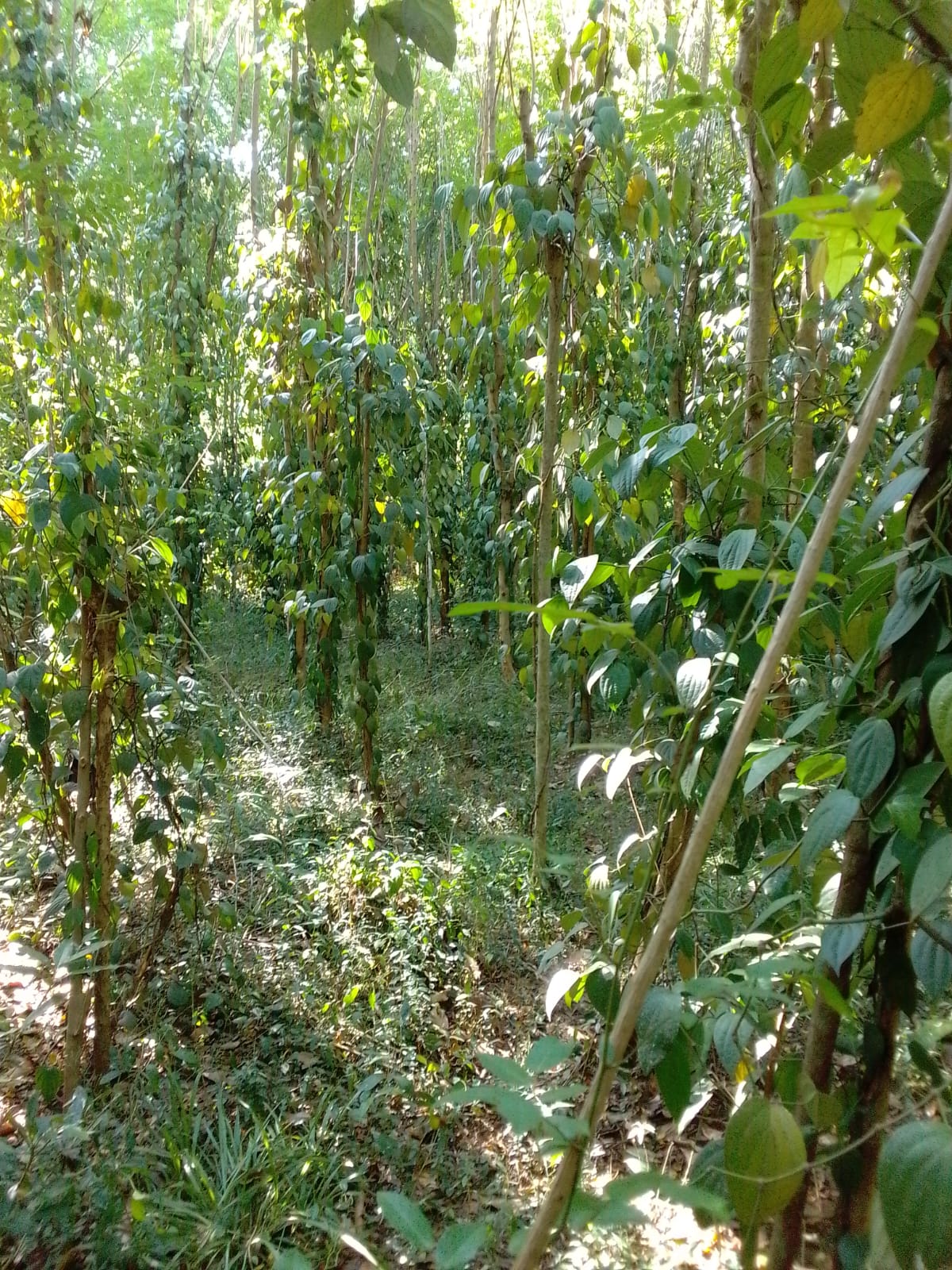 ඉඩමක් විකිනීමට Wellawaya