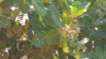 අක්කර 6 ක‍ ඉඩම විකිණීම – Wanathavillu