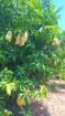 අක්කර 6 ක‍ ඉඩම විකිණීම – Wanathavillu