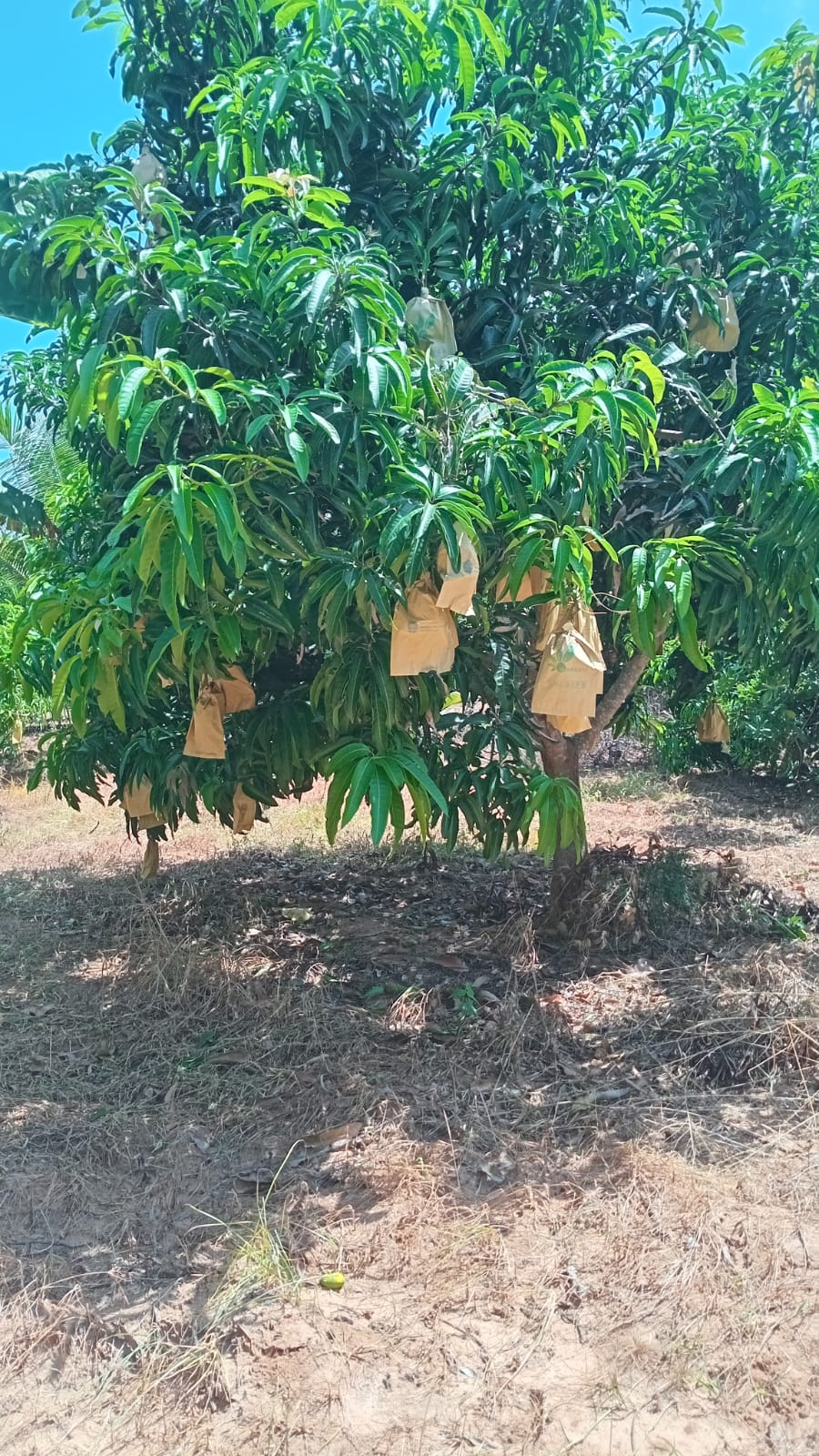 අක්කර 6 ක‍ ඉඩම විකිණීම – Wanathavillu