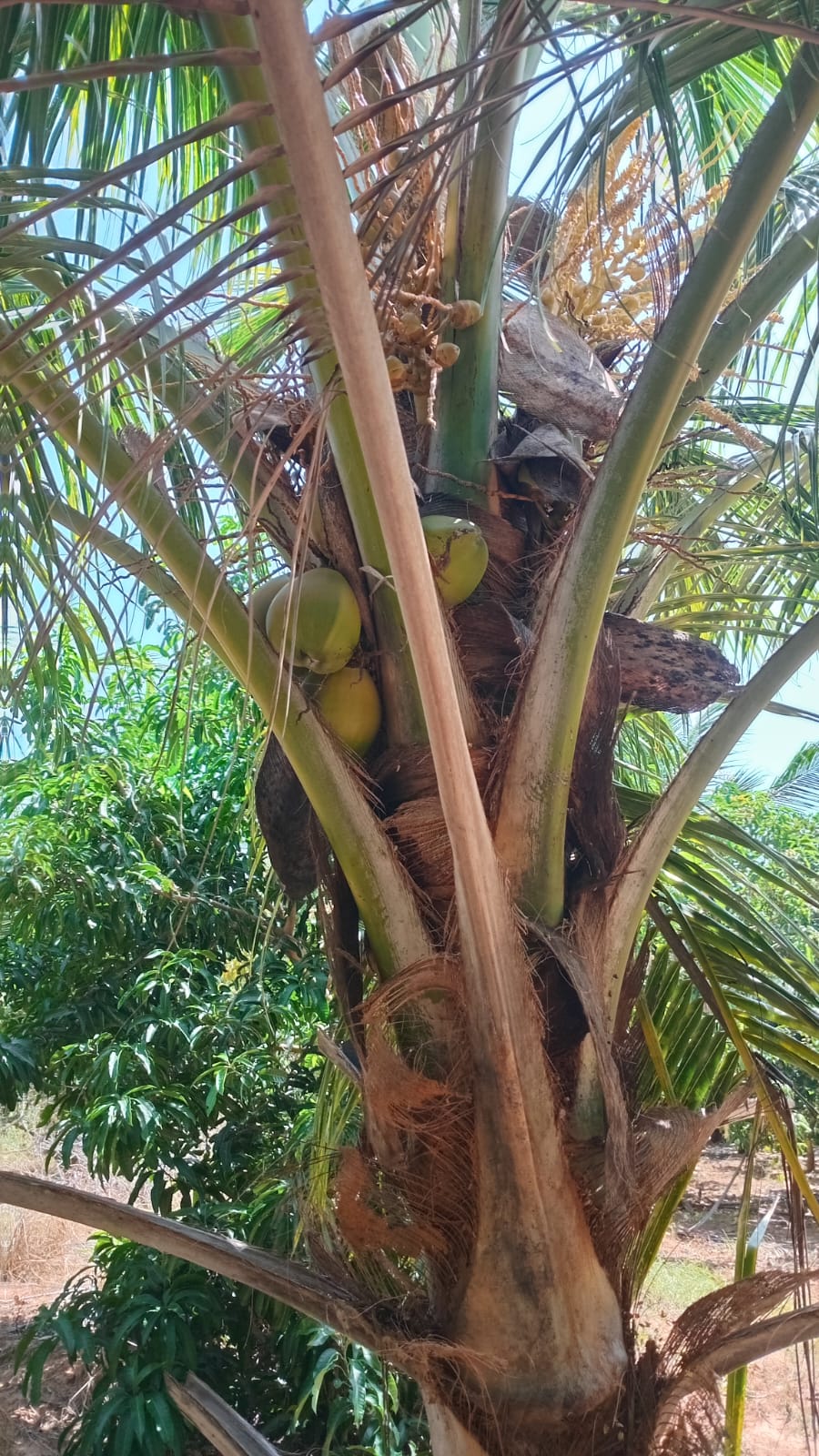 අක්කර 6 ක‍ ඉඩම විකිණීම – Wanathavillu
