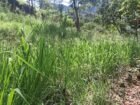 Prime Scenic Land for Sale – Thawalantenna (Ramboda)