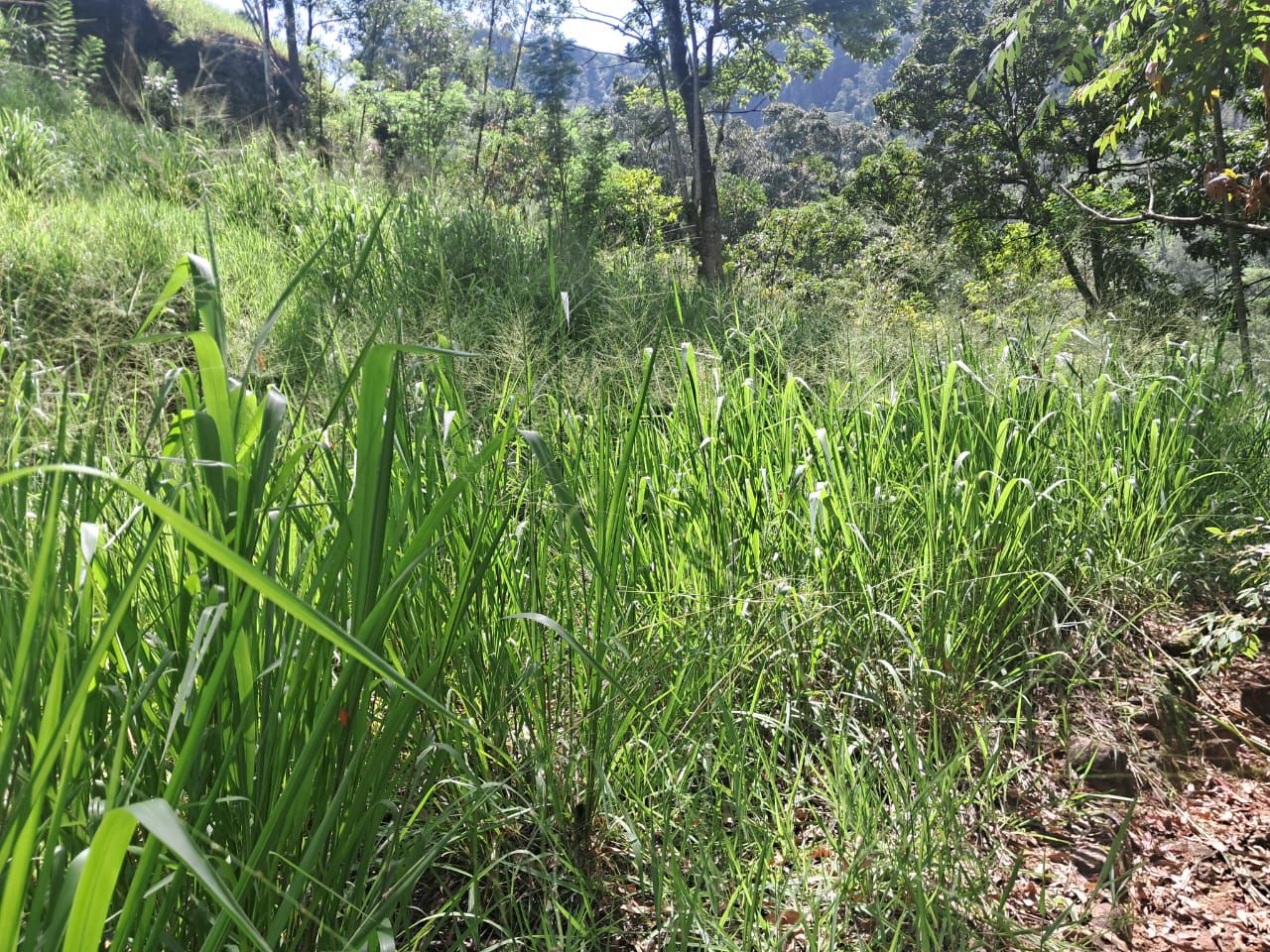 Prime Scenic Land for Sale – Thawalantenna (Ramboda)
