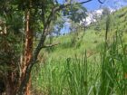 Prime Scenic Land for Sale – Thawalantenna (Ramboda)