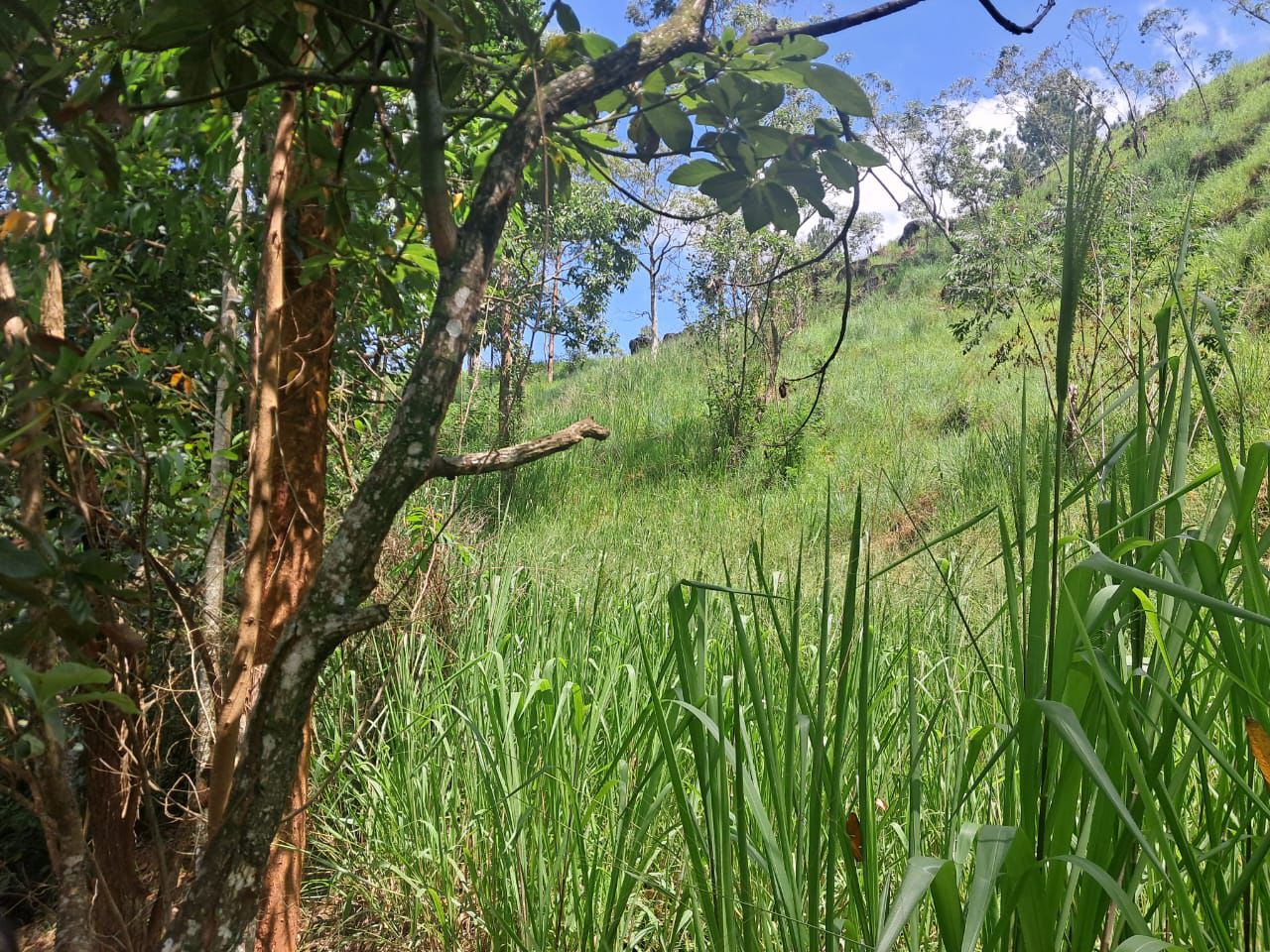 Prime Scenic Land for Sale – Thawalantenna (Ramboda)