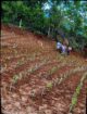 Land for Sale in Ambuluwawa