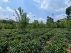 Land for Sale Padukka Town