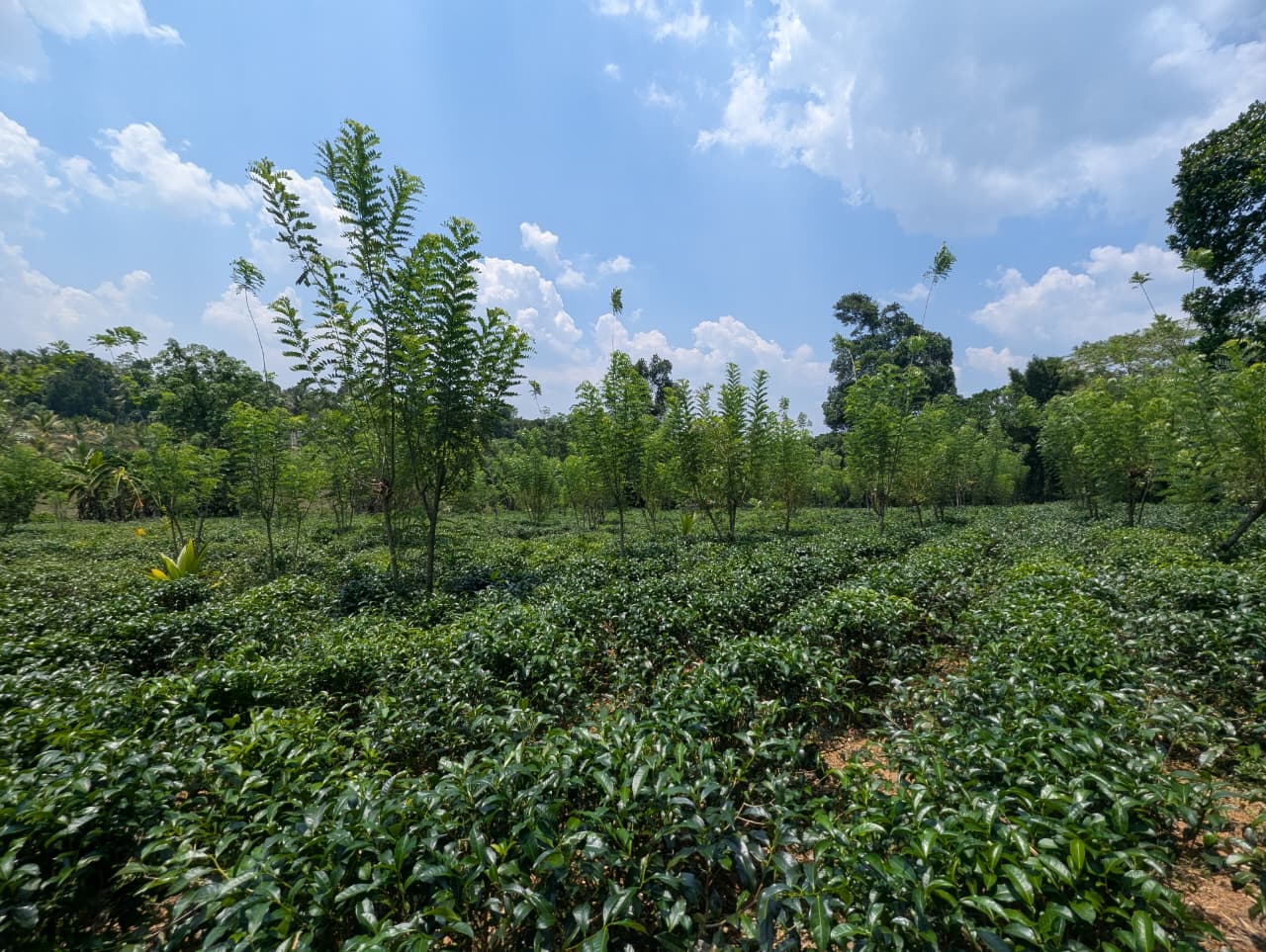 Land for Sale Padukka Town