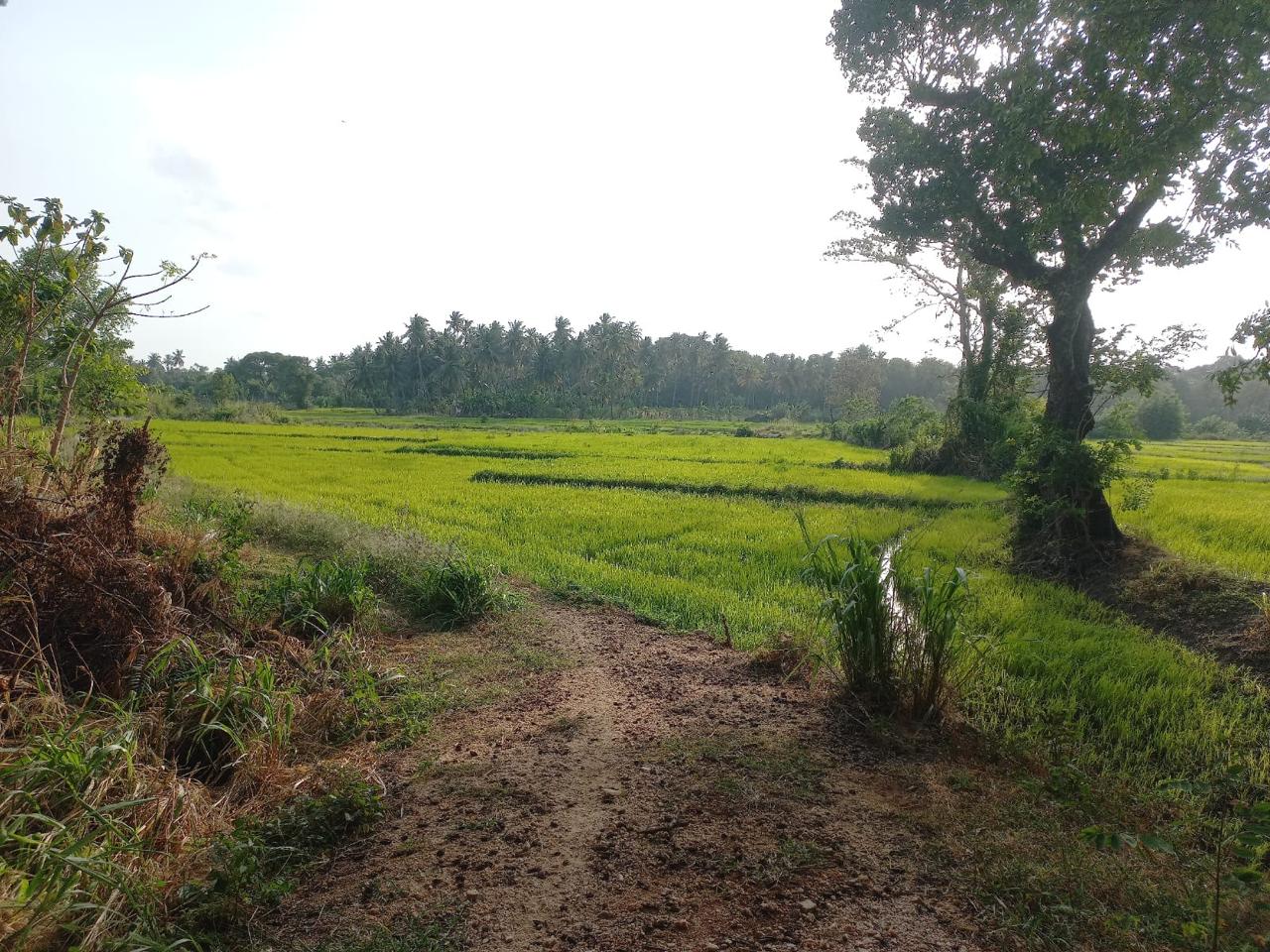 Keselwatta Land for Sale