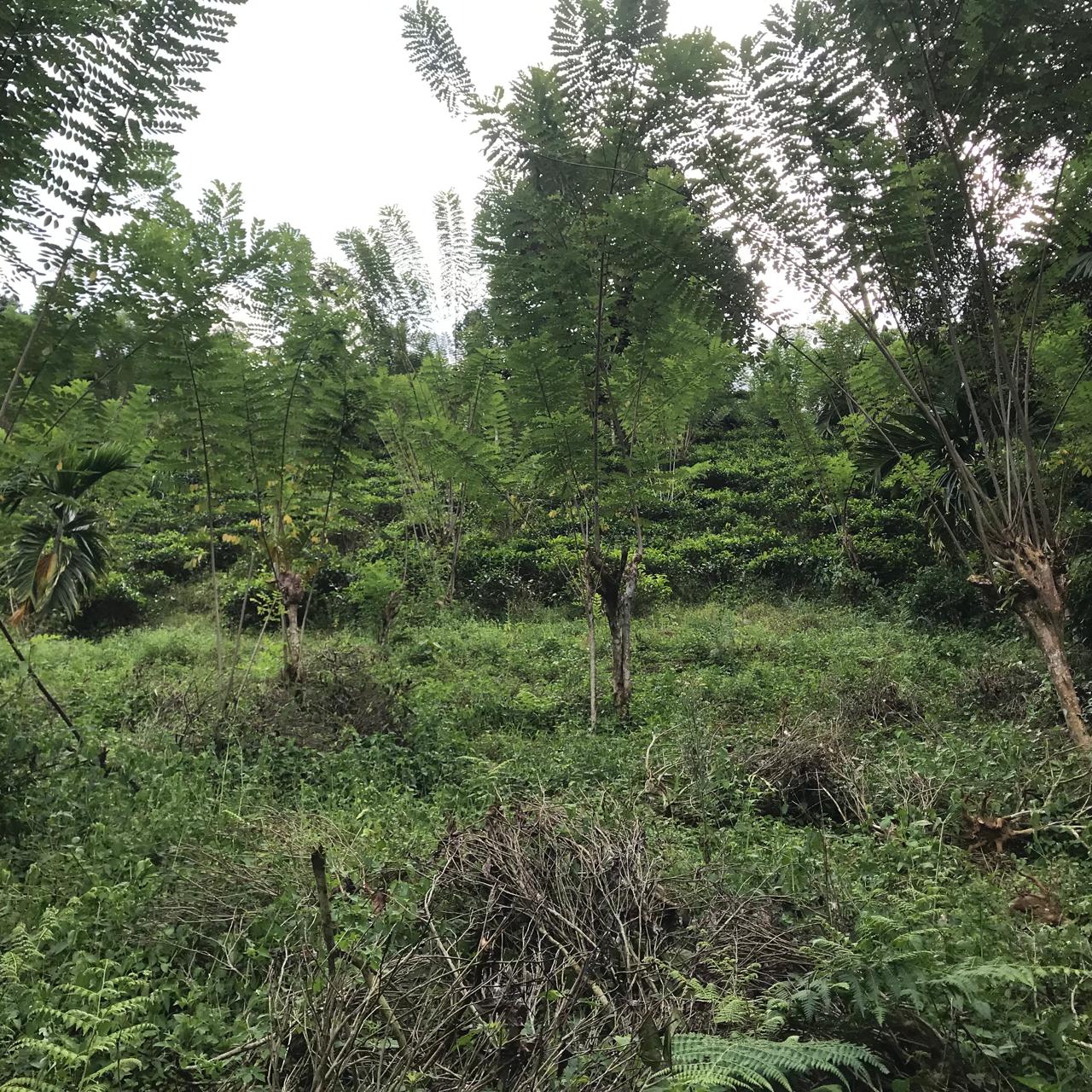 අක්කර 5 තේ පුවක් ගම්මිරිස් ඉඩමක් විකිණිමට