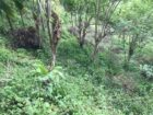 අක්කර 5 තේ පුවක් ගම්මිරිස් ඉඩමක් විකිණිමට
