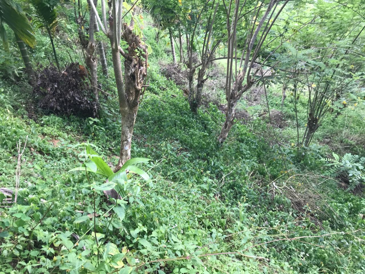අක්කර 5 තේ පුවක් ගම්මිරිස් ඉඩමක් විකිණිමට