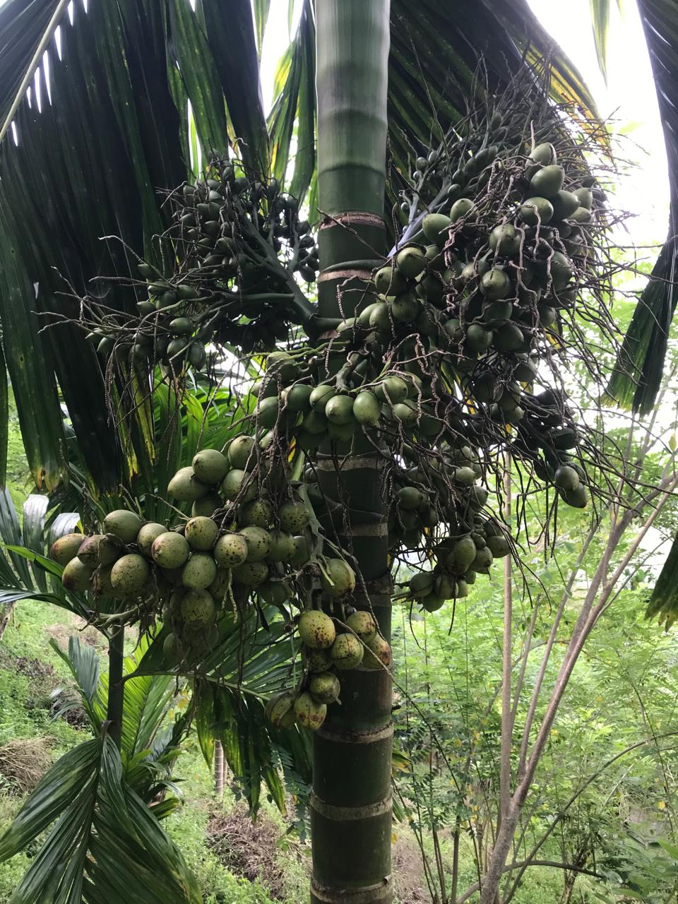 අක්කර 5 තේ පුවක් ගම්මිරිස් ඉඩමක් විකිණිමට