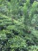 අක්කර 5 තේ පුවක් ගම්මිරිස් ඉඩමක් විකිණිමට