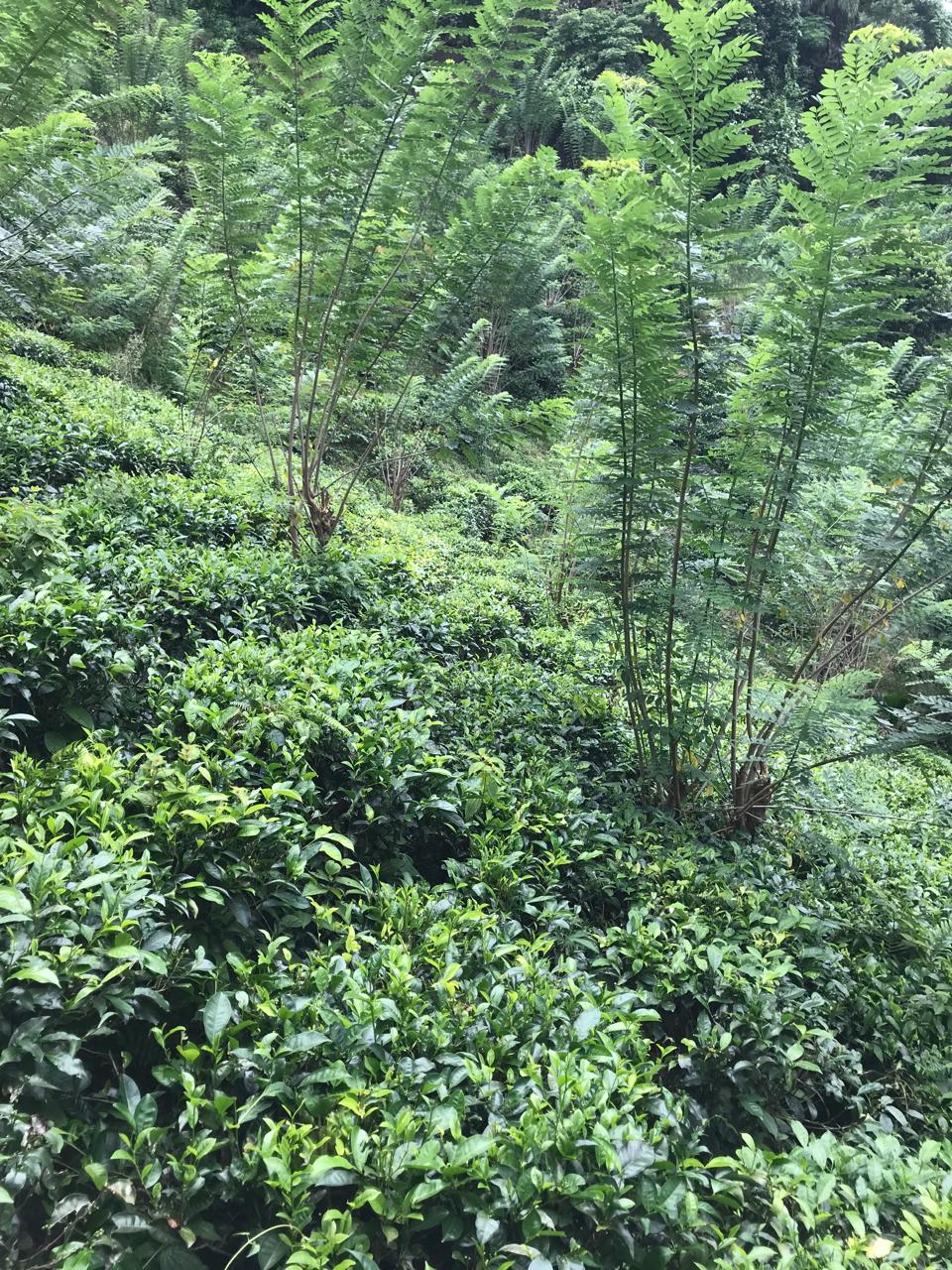අක්කර 5 තේ පුවක් ගම්මිරිස් ඉඩමක් විකිණිමට