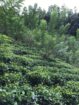 අක්කර 5 තේ පුවක් ගම්මිරිස් ඉඩමක් විකිණිමට