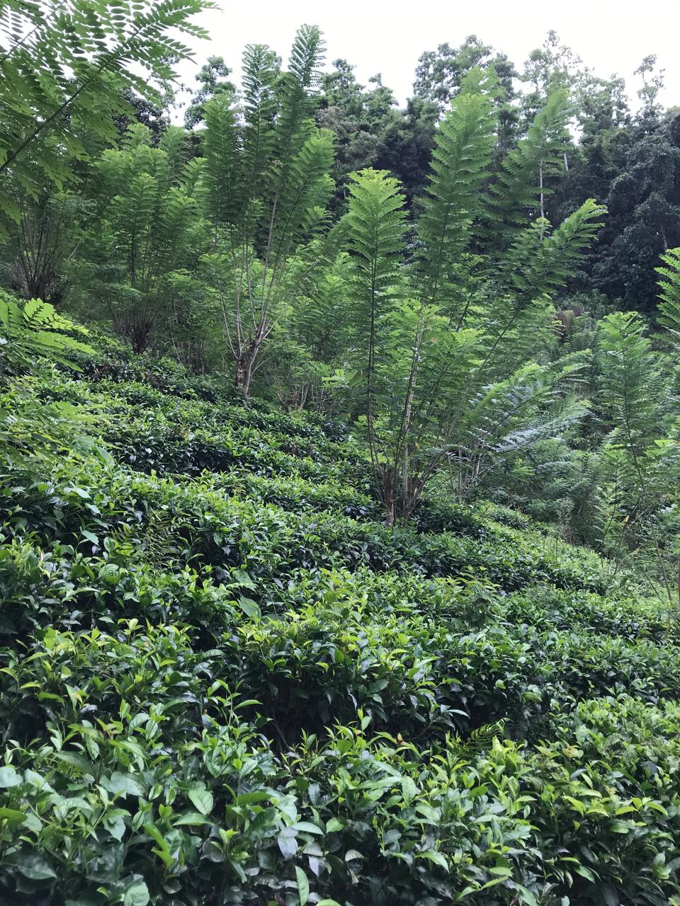 අක්කර 5 තේ පුවක් ගම්මිරිස් ඉඩමක් විකිණිමට