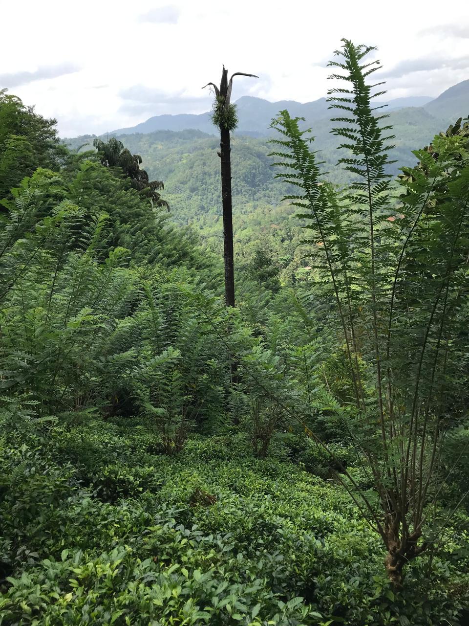 අක්කර 5 තේ පුවක් ගම්මිරිස් ඉඩමක් විකිණිමට