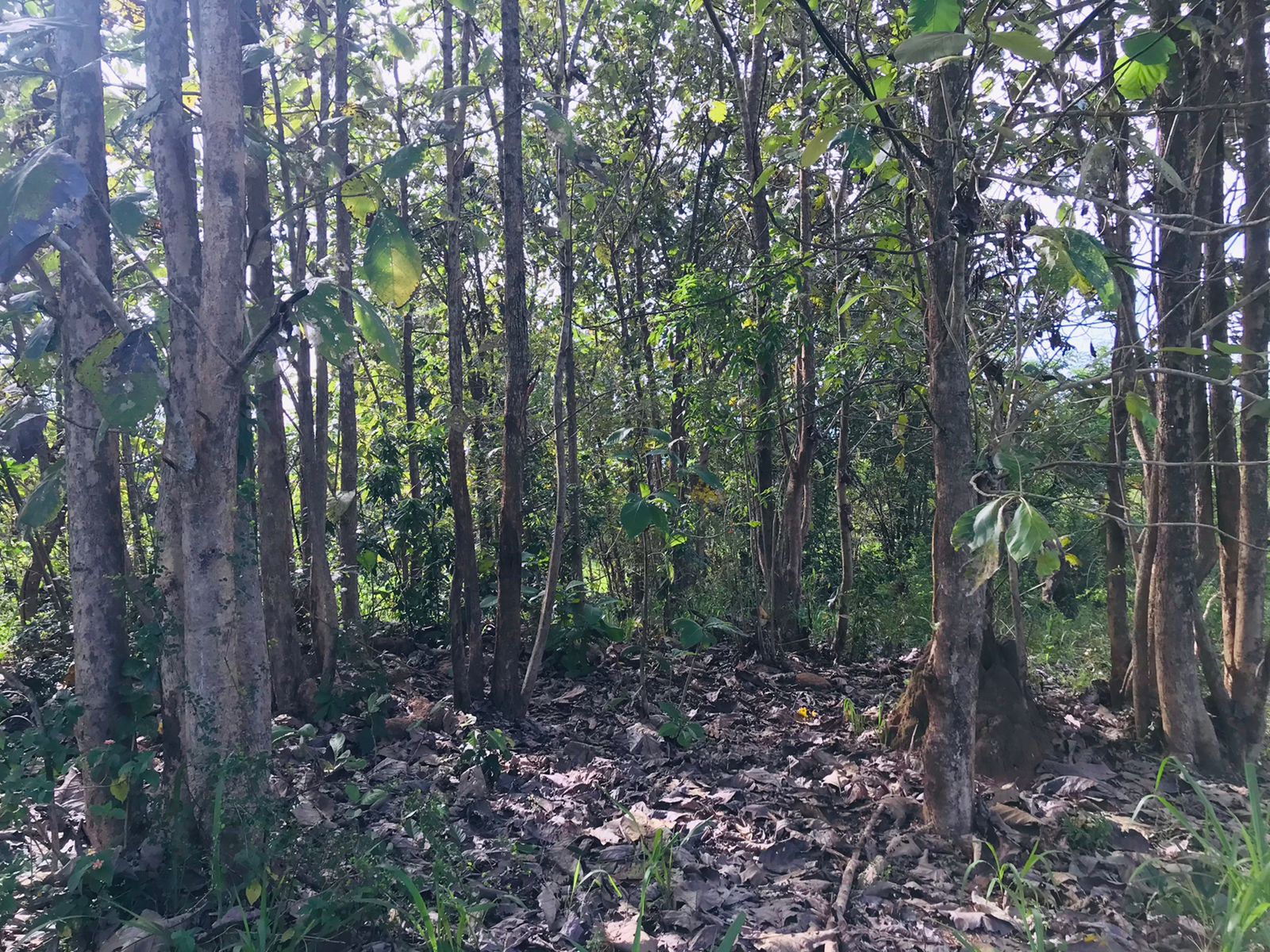 ඔප්පුඉඩම විකිණීමට මුතුකන්ඩිය