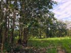 ඔප්පුඉඩම විකිණීමට මුතුකන්ඩිය