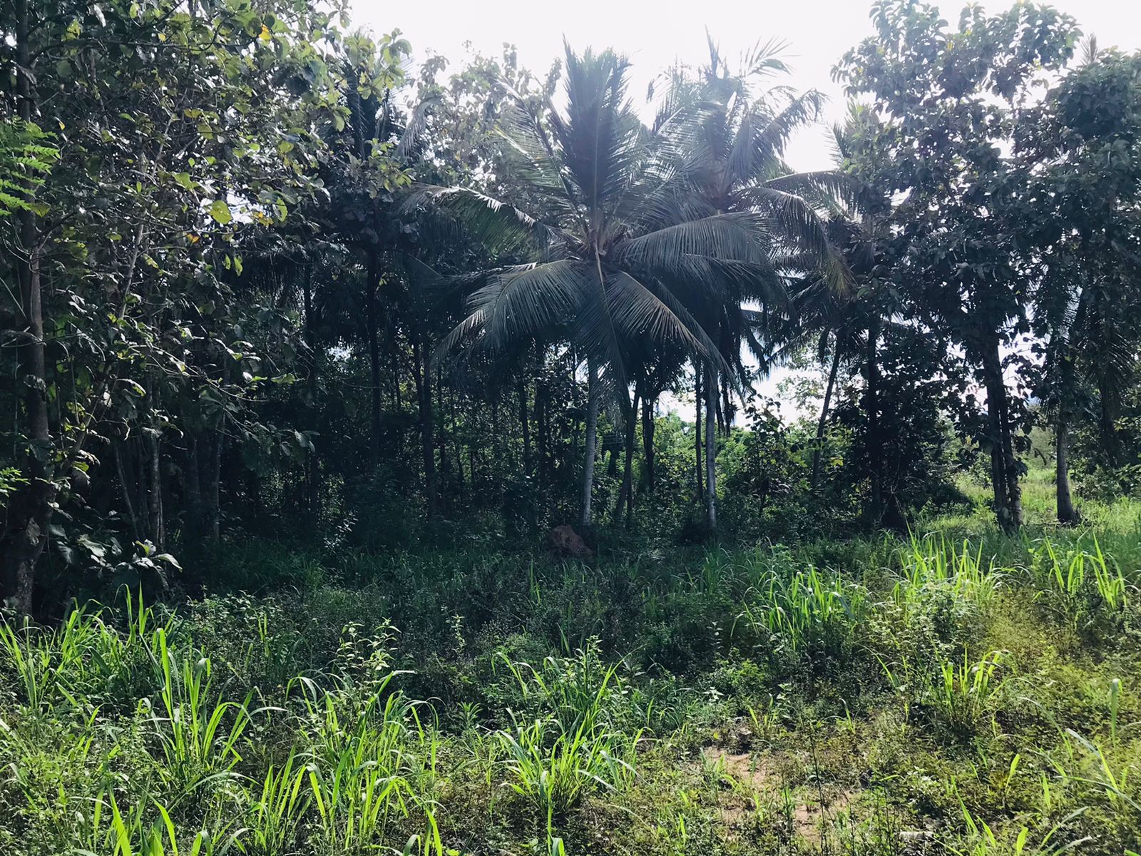 ඔප්පුඉඩම විකිණීමට මුතුකන්ඩිය