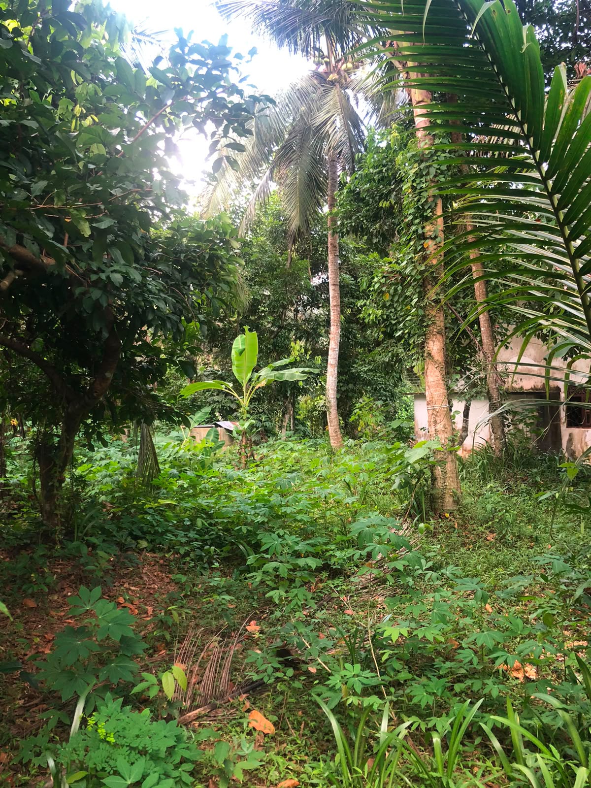 වටිනා ඉඩමක් විකිණීමට – පහලමුල්ල, ගොඩගම, එල්ලක්කල