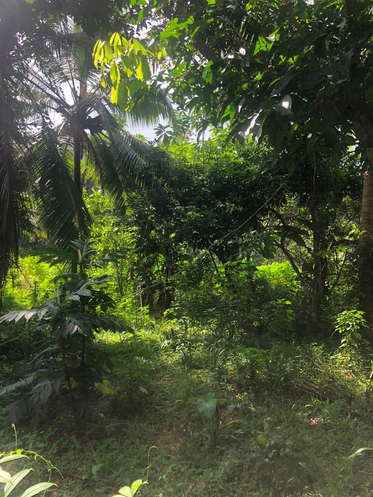 වටිනා ඉඩමක් විකිණීමට – පහලමුල්ල, ගොඩගම, එල්ලක්කල