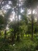 වටිනා ඉඩමක් විකිණීමට – පහලමුල්ල, ගොඩගම, එල්ලක්කල