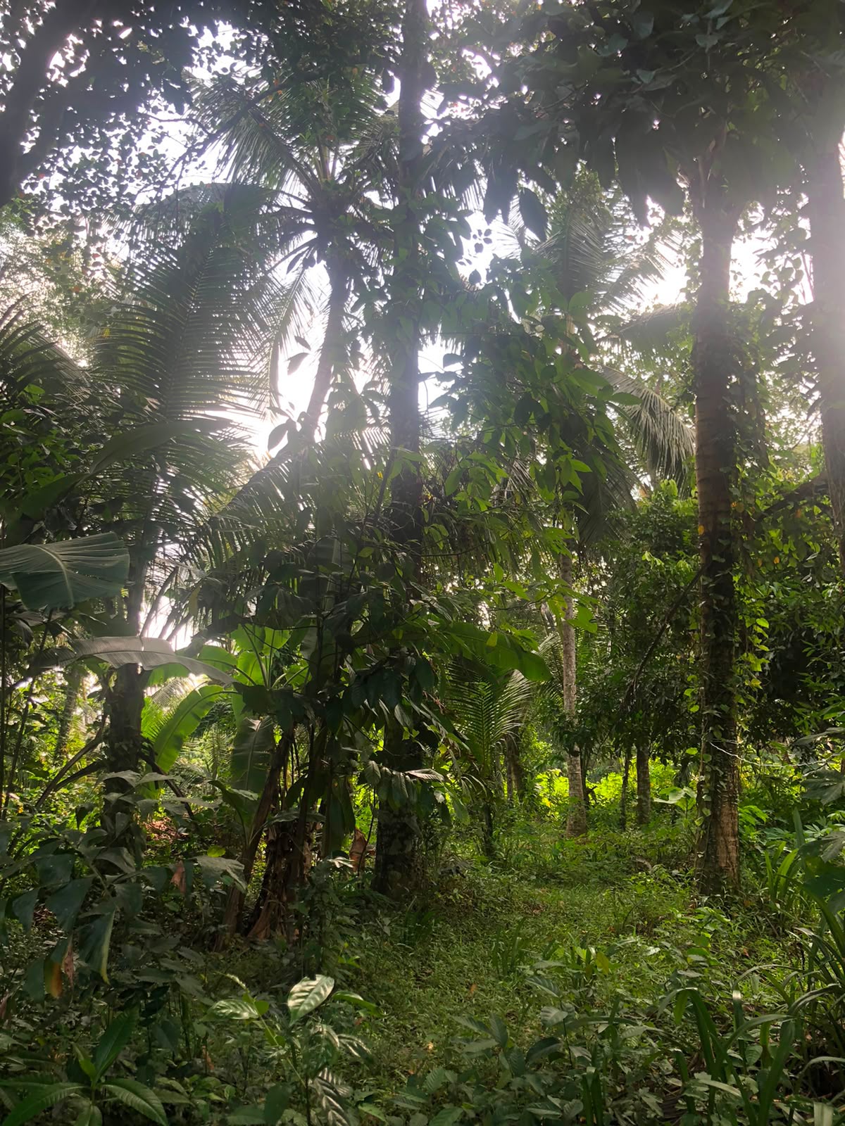 වටිනා ඉඩමක් විකිණීමට – පහලමුල්ල, ගොඩගම, එල්ලක්කල