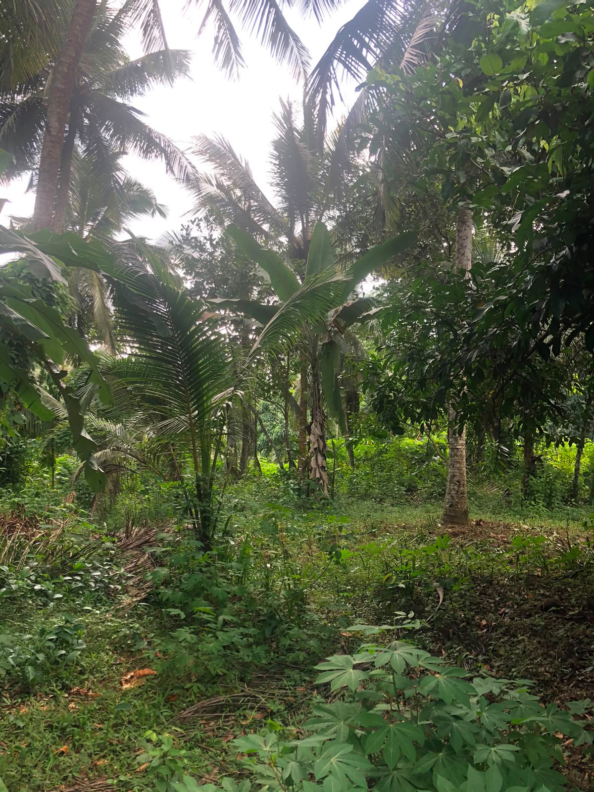 වටිනා ඉඩමක් විකිණීමට – පහලමුල්ල, ගොඩගම, එල්ලක්කල