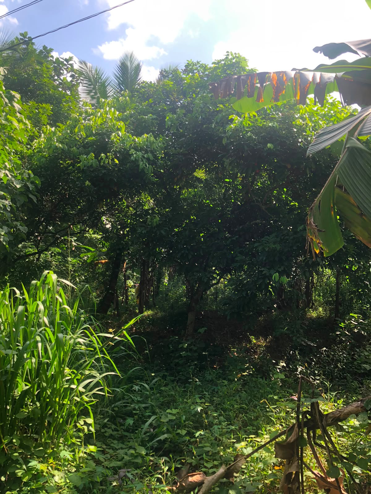 වටිනා ඉඩමක් විකිණීමට – පහලමුල්ල, ගොඩගම, එල්ලක්කල