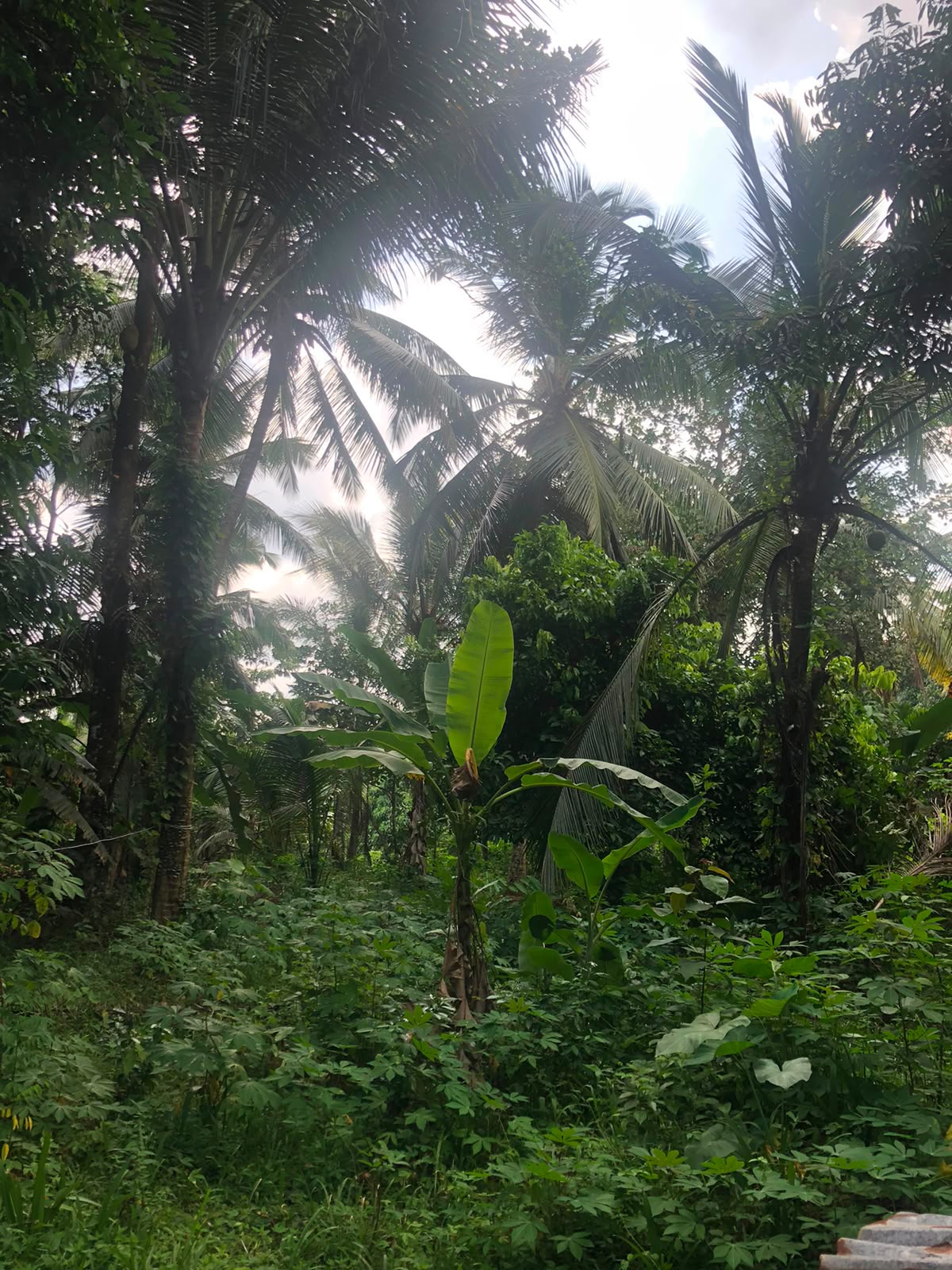 වටිනා ඉඩමක් විකිණීමට – පහලමුල්ල, ගොඩගම, එල්ලක්කල