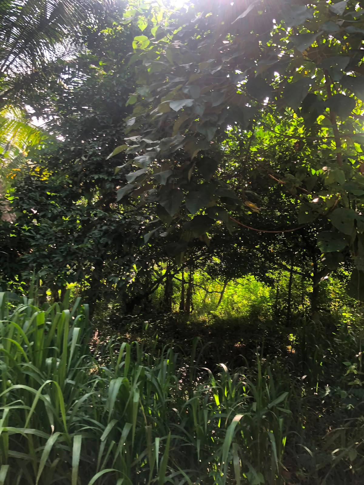 වටිනා ඉඩමක් විකිණීමට – පහලමුල්ල, ගොඩගම, එල්ලක්කල