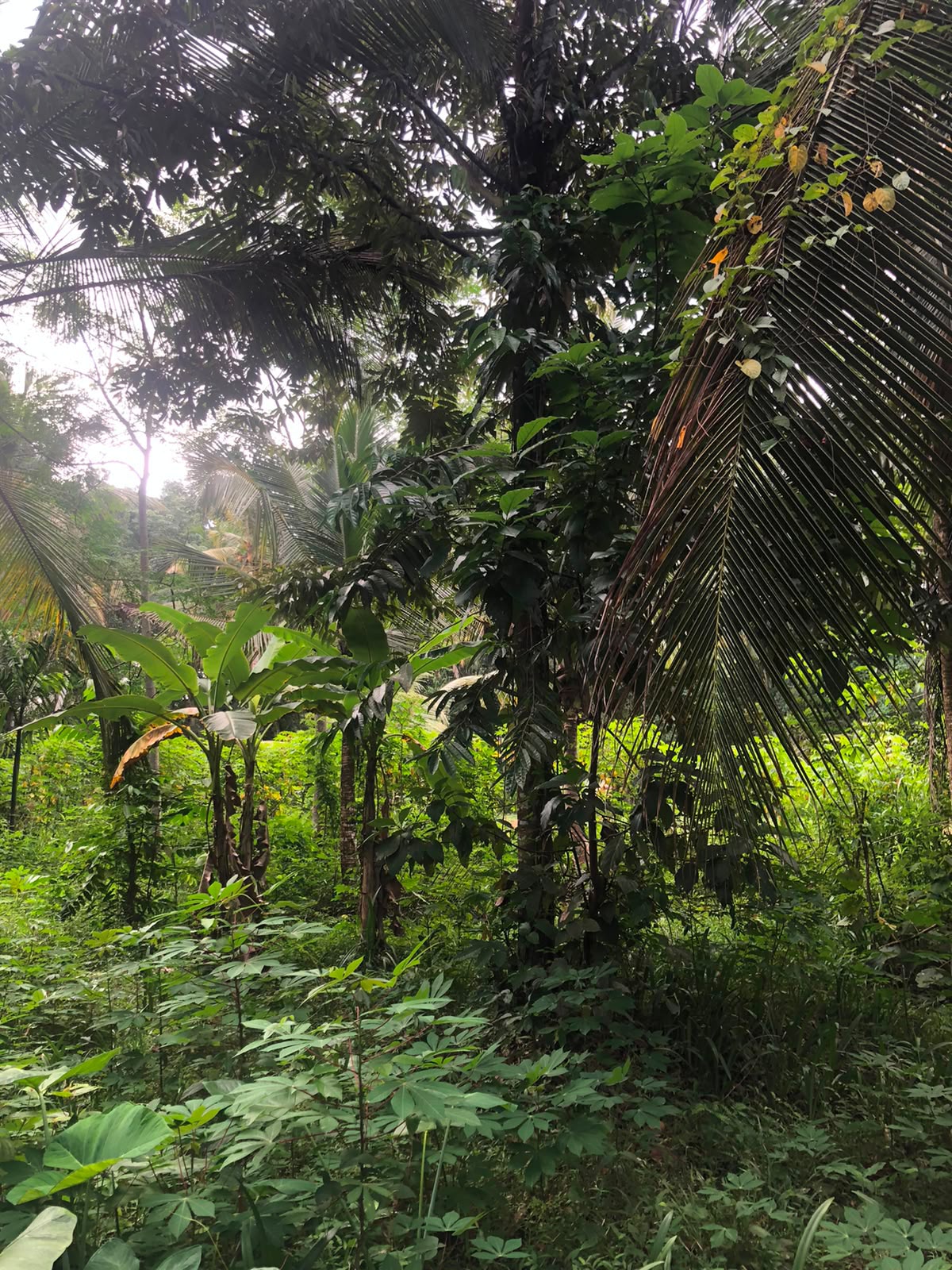 වටිනා ඉඩමක් විකිණීමට – පහලමුල්ල, ගොඩගම, එල්ලක්කල