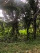 වටිනා ඉඩමක් විකිණීමට – පහලමුල්ල, ගොඩගම, එල්ලක්කල