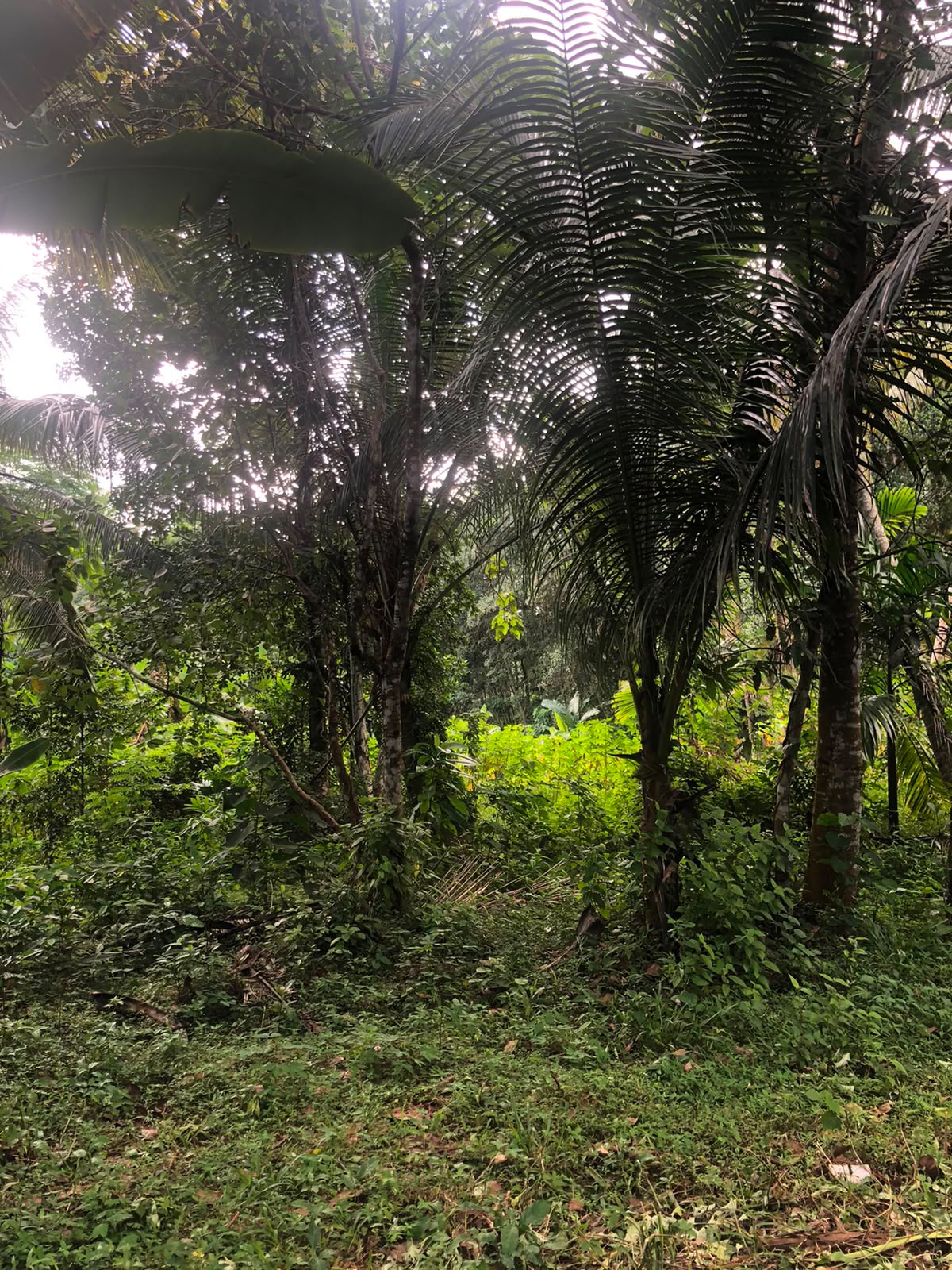 වටිනා ඉඩමක් විකිණීමට – පහලමුල්ල, ගොඩගම, එල්ලක්කල
