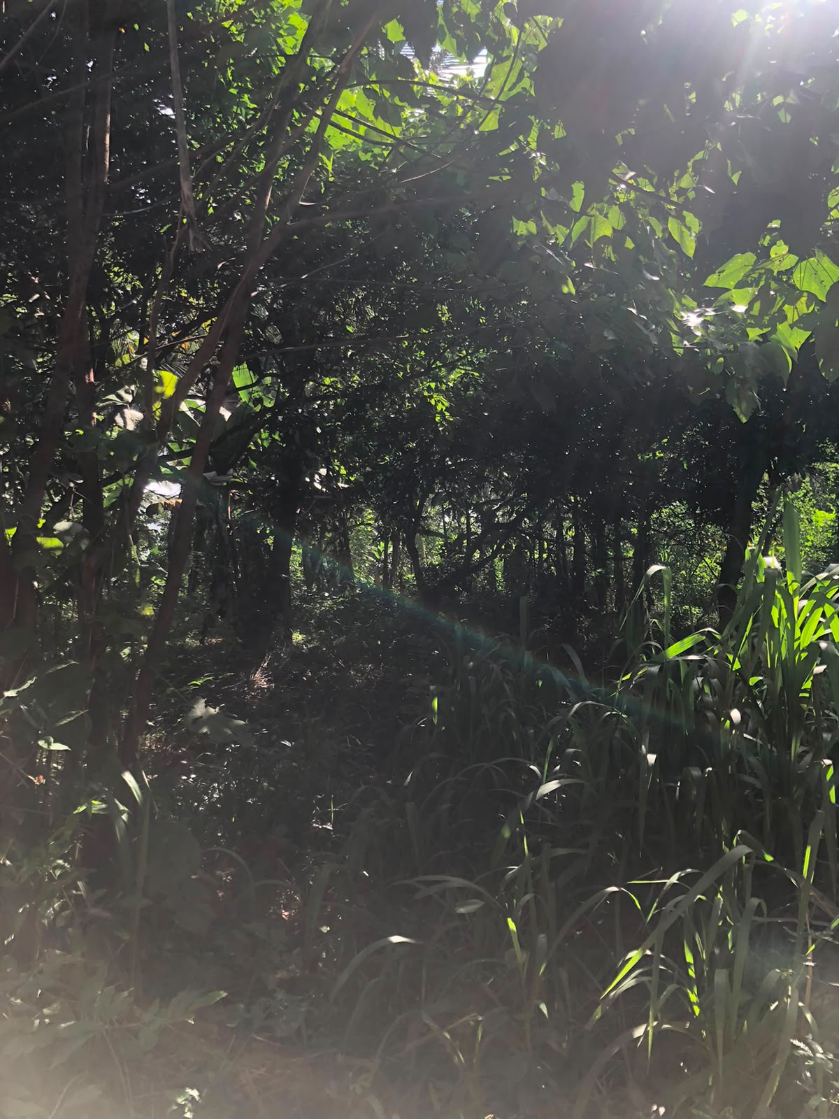 වටිනා ඉඩමක් විකිණීමට – පහලමුල්ල, ගොඩගම, එල්ලක්කල