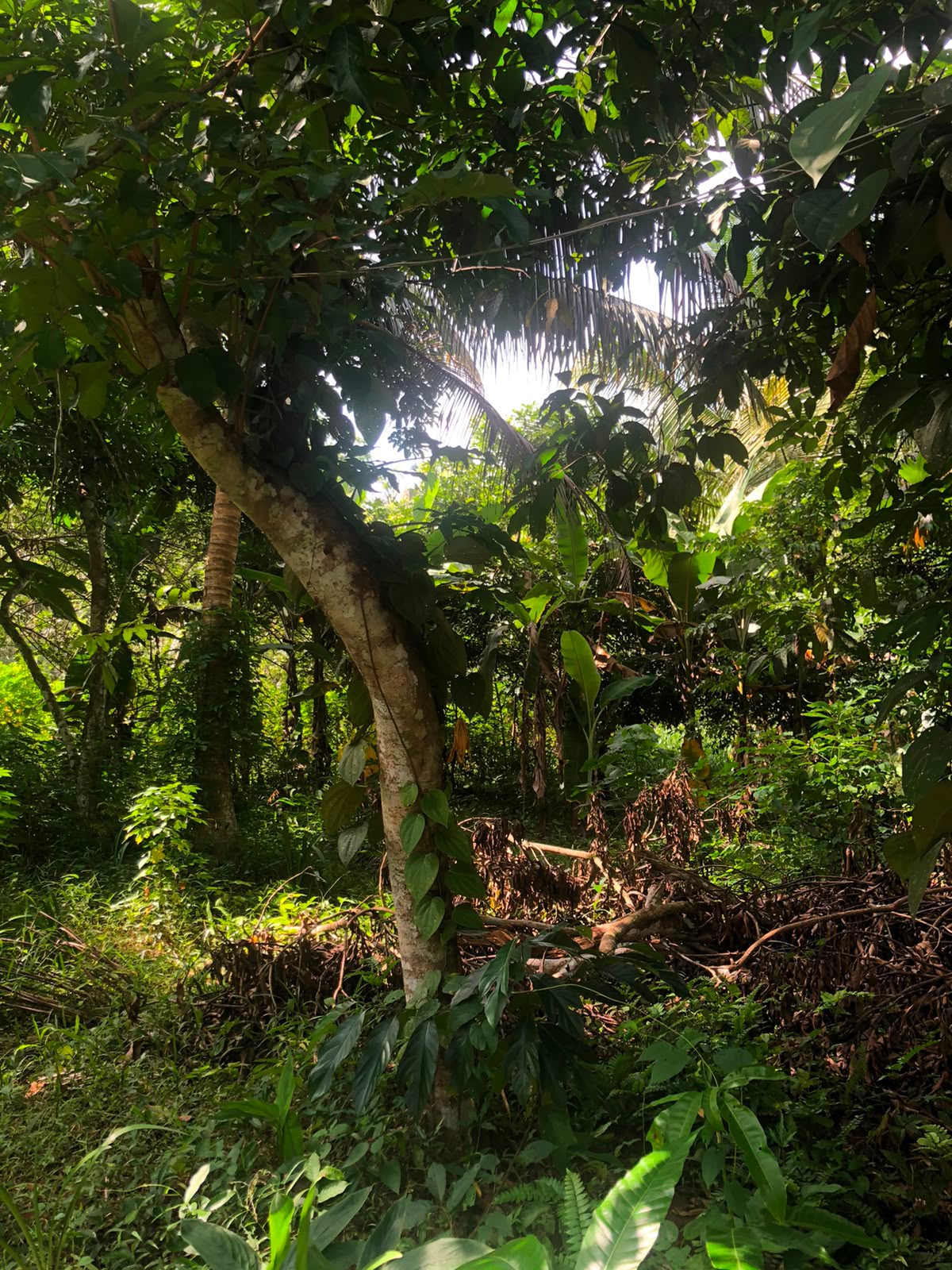 වටිනා ඉඩමක් විකිණීමට – පහලමුල්ල, ගොඩගම, එල්ලක්කල