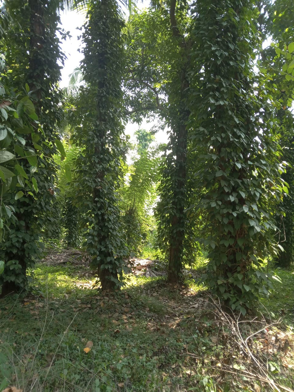 මීගහකිවුලෙන් නිවසක් සමඟ පර්චස් 185ක සරුසාර ඉඩමක් විකිණීමට