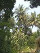 මීගහකිවුලෙන් නිවසක් සමඟ පර්චස් 185ක සරුසාර ඉඩමක් විකිණීමට