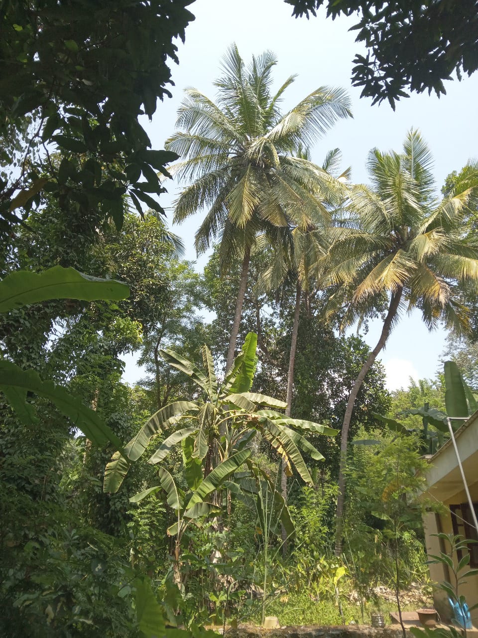 මීගහකිවුලෙන් නිවසක් සමඟ පර්චස් 185ක සරුසාර ඉඩමක් විකිණීමට