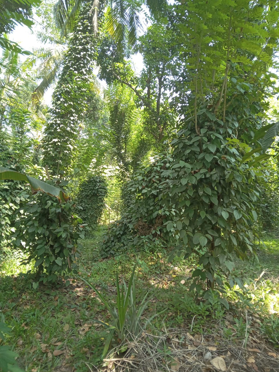 මීගහකිවුලෙන් නිවසක් සමඟ පර්චස් 185ක සරුසාර ඉඩමක් විකිණීමට
